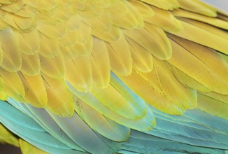 Military macaw (Ara militaris) feathers, close-up, Costa Rica, Central America