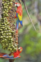 Scarlet Macaws (Ara macao) perching on a tree, Corcovado National Park, Osa Peninsula, Costa Rica