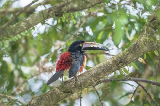 Collared Aracari (Pteroglossus torquatus) perched on tree, Sarapiqui, Costa Rica, Central America