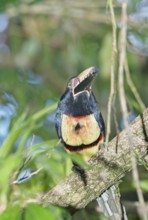 Collared Aracari (Pteroglossus torquatus) perched on tree, Costa Rica, Central America