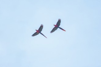 Scarlet Macaws (Ara macao) in flight, Corcovado National Park, Osa Peninsula, Costa Rica