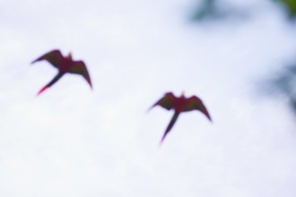 Scarlet Macaws (Ara macao) in flight, Corcovado National.Park, Osa Peninsula, Costa Rica