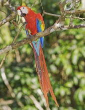 Scarlet Macaw (Ara macao) eating a nut, Corcovado National Park, Osa Peninsula, Costa Rica