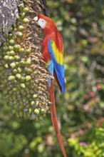 Scarlet Macaw (Ara macao) perching on a tree, Corcovado National Park, Osa Peninsula, Costa Rica