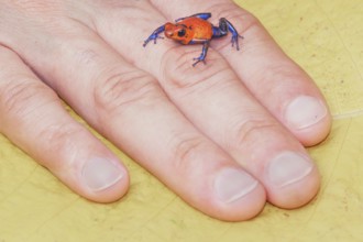 Blue jeans dart frog (Dendrobates pumilio) on human hand, Costa Rica