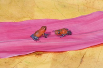 Blue jeans dart frogs (Dendrobates pumilio) on a leaf, Costa Rica, Central America