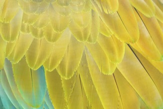Military macaw (Ara militaris) feathers, close-up, Costa Rica, Central America