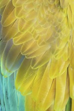 Military macaw (Ara militaris) feathers, close-up, Costa Rica, Central America