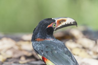 Collared Aracari (Pteroglossus torquatus), Costa Rica, Central America
