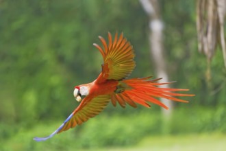 Scarlet Macaw (Ara macao) in flight, Corcovado National Park, Osa Peninsula, Costa Rica