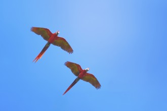 Scarlet Macaws (Ara macao) in flight, Corcovado National Park, Osa Peninsula, Costa Rica