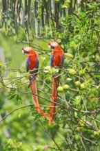 Scarlet Macaws (Ara macao) perching on a tree, Corcovado National Park, Osa Peninsula, Costa Rica