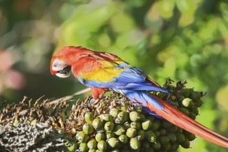 Scarlet Macaw (Ara macao) perching on a tree, Osa Peninsula, Costa Rica