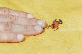 Blue jeans dart frog (Dendrobates pumilio) near human hand, Costa Rica