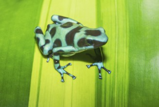 Green and Black poison dart frog, (Dendrobates auratus), Costa Rica, Central America