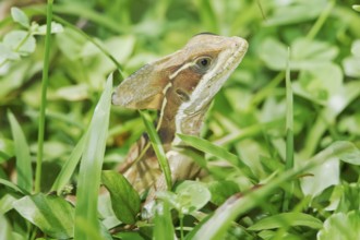 Common basilisk (basiliscus basiliscus) in rainforest, Manuel Antonio National Park, Puntarenas