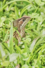 Common basilisk (basiliscus basiliscus), Manuel Antonio National Park, Puntarenas Province, Costa