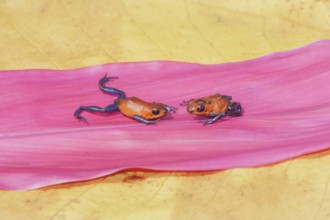 Blue jeans dart frogs (Dendrobates pumilio) on a leaf, Costa Rica, Central America