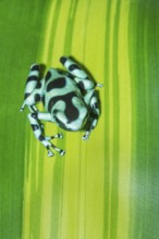 Green and Black poison dart frog (Dendrobates auratus) on leaf, Costa Rica, Central America