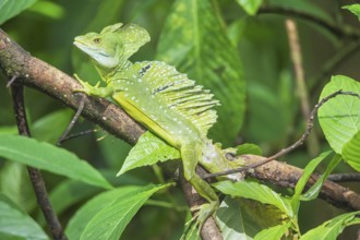 Plumed Basilisk (Basiliscus plumifrons) on a tree branch, Costa Rica, Central America