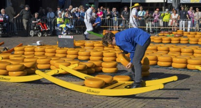 Ein Mann legt Käseräder auf ein gelbes Tragegestell auf einem belebten Markt in Alkmaar, Käse,