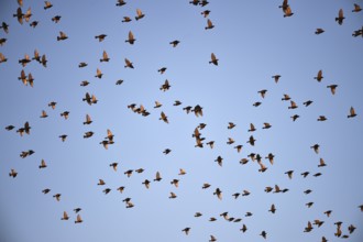 Stare, (Sturnus vulgaris), fliegen bei Sonnenaufgang auf dem Darß, Mecklenburg-Vorpommern,