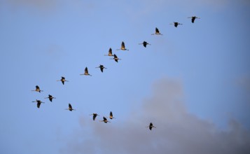 Kraniche, (Grus grus) fliegen bei Sonnenaufgang auf dem Darß, Mecklenburg-Vorpommern, Deutschland
