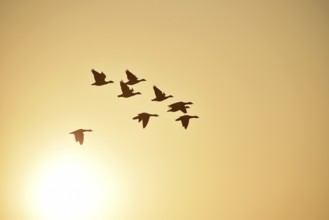 Graugänse (Anser anser) fliegen bei Sonnenaufgang auf dem Darß, Mecklenburg-Vorpommern, Deutschland