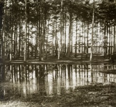 Magic lantern slide of pine trees reflected in water of large puddle, location unknown, circa 1900