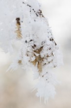 Ice crystals from roarfrost on Amur maple (Acer tataricum subsp. ginnala) seeds at sunshine in