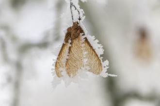 Ice crystals from roarfrost on Amur maple (Acer tataricum subsp. ginnala) seeds at sunshine in