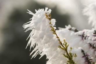 Ice crystals from roarfrost on a winter-flowering heather (Erica carnea) branch at sunshine in