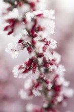 Ice crystals from roarfrost on a winter-flowering heather (Erica carnea) branch at sunshine in