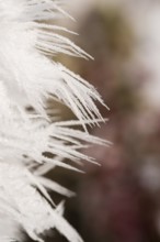 Ice crystals from roarfrost in winter, Bavaria, Germany