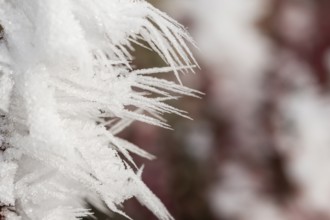 Ice crystals from roarfrost in winter, Bavaria, Germany
