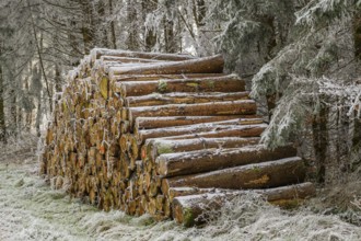 Piled up felled tree trunks in a forest white from roarfrost on a sunny day in winter, Bavaria,