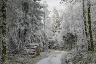 Piled up felled tree trunks beside a forest road going through a mixed forest white from roarfrost