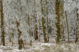 Norway spruce (Picea abies) white from roarfrost, on a sunny day in winter, Bavaria, Germany