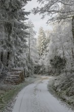 Piled up felled tree trunks beside a forest road going through a mixed forest white from roarfrost