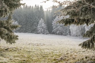 Meadow in a valley surrounded by a mixed forest with norway spruce (Picea abies) and European beech