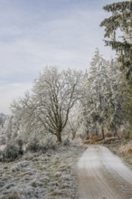 Forest road going through a beautiful landscape with forest, meadows and bushes, white from