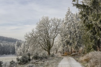 Forest road going through a beautiful landscape with forest, meadows and bushes, white from