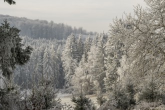 Mixed forest with norway spruce (Picea abies) and European beech (Fagus sylvatica) white from