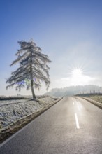 European larch (Larix decidua) standing beside a road with hoarfrost on the branches at sunshine in