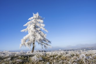 European larch (Larix decidua) with hoarfrost on the branches standing on a meadow on a sunny day