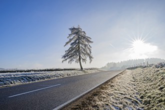 European larch (Larix decidua) standing beside a road with hoarfrost on the branches at sunshine in
