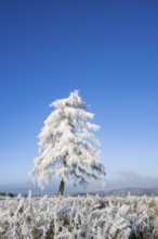 European larch (Larix decidua) with hoarfrost on the branches standing on a meadow on a sunny day