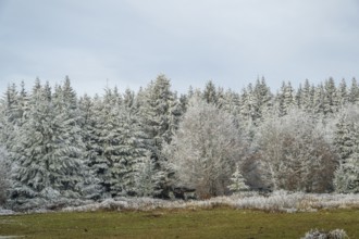 Meadow in a valley surrounded by a mixed forest with norway spruce (Picea abies) and European beech