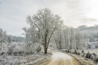 Forest road going through a beautiful landscape with forest, meadows and bushes, white from