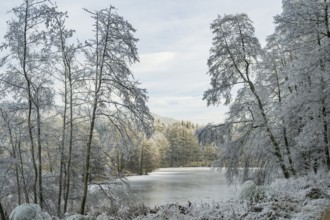 A frozen pont in a valley surrounded by a mixed forest with norway spruce (Picea abies) and